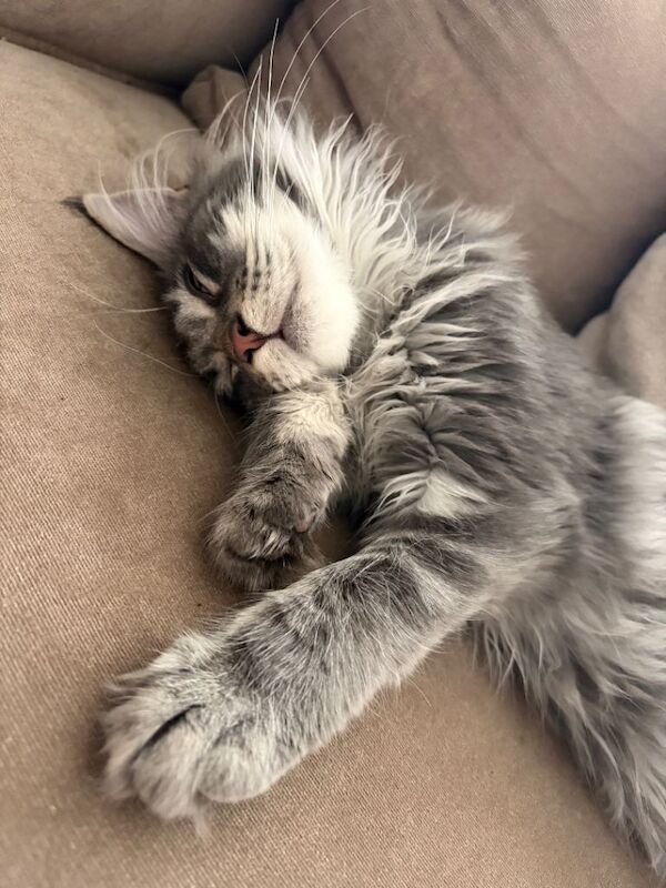 Maine Coon Kittens For Sale