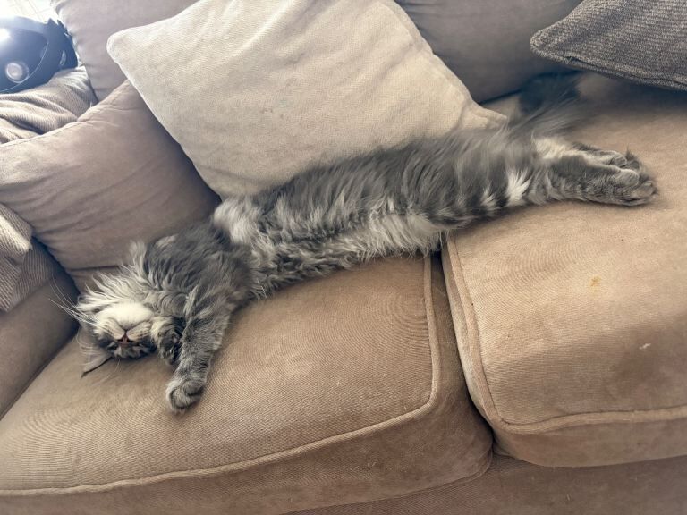 5 Month Maine Coon - Image 2 of 6