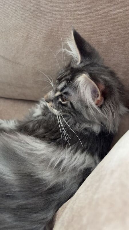 5 Month Maine Coon - Image 3 of 6