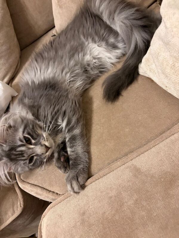 5 Month Maine Coon - Image 4 of 6