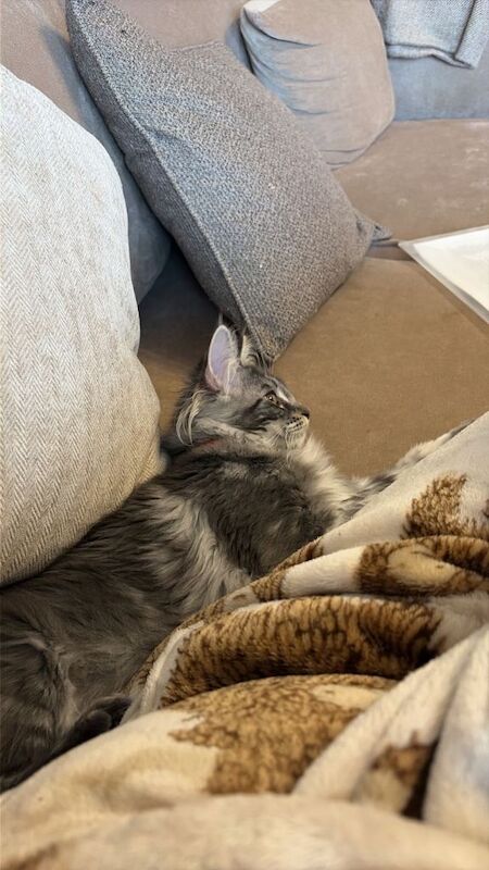 5 Month Maine Coon - Image 5 of 6
