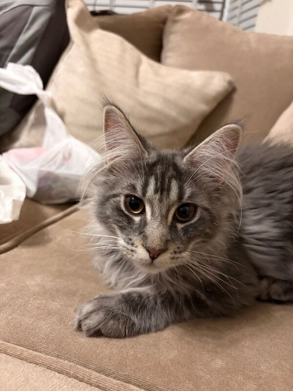 5 Month Maine Coon - Image 6 of 6