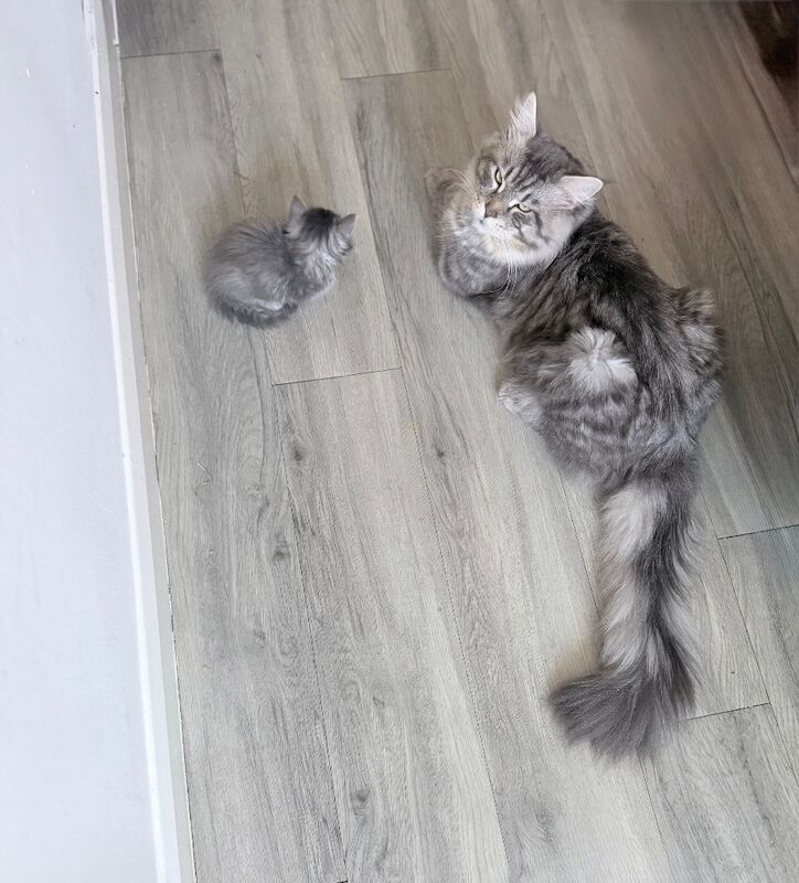 5 week old kittens - Image 2 of 6