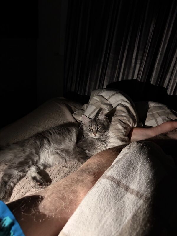 5month old full breed Maine Coon - Image 3 of 10
