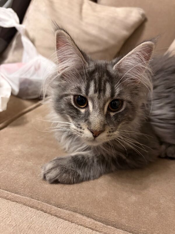 5month old full breed Maine Coon - Image 4 of 10