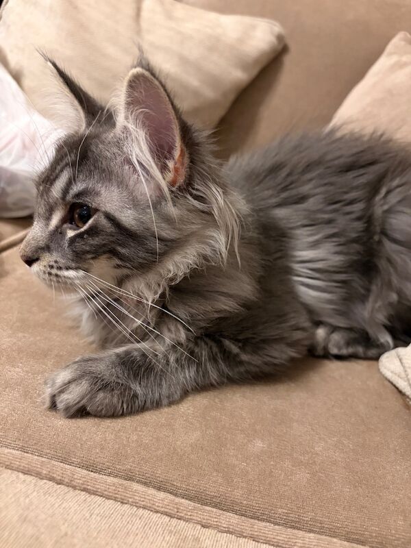 5month old full breed Maine Coon - Image 5 of 10