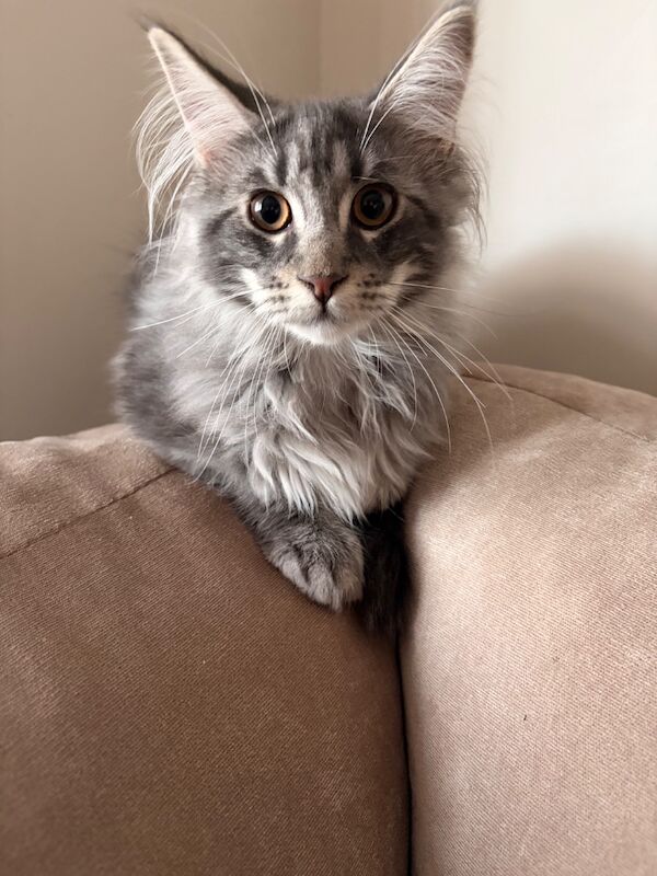 5month old full breed Maine Coon - Image 7 of 10