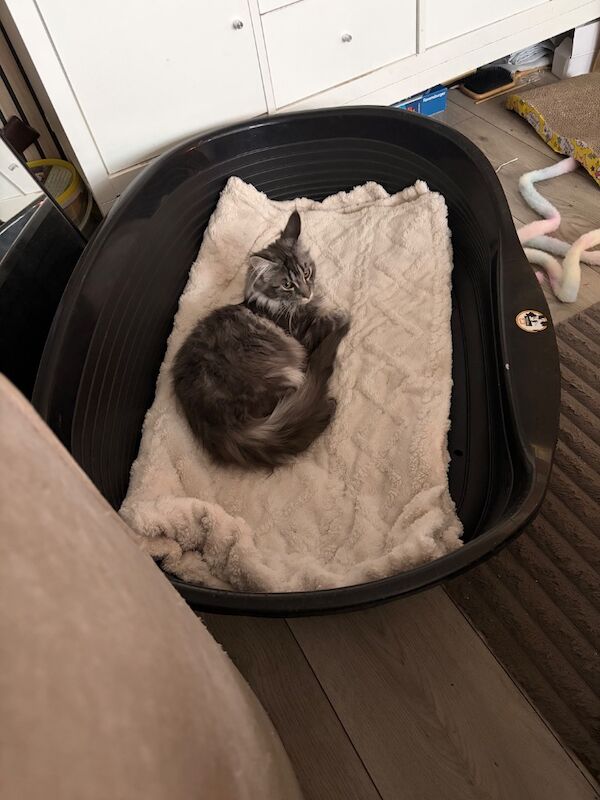 5month old full breed Maine Coon - Image 10 of 10