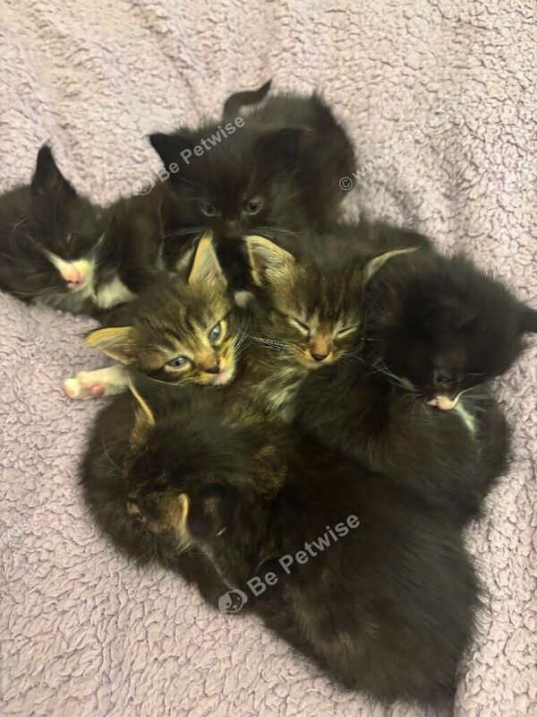 Maine Coon Kittens For Sale