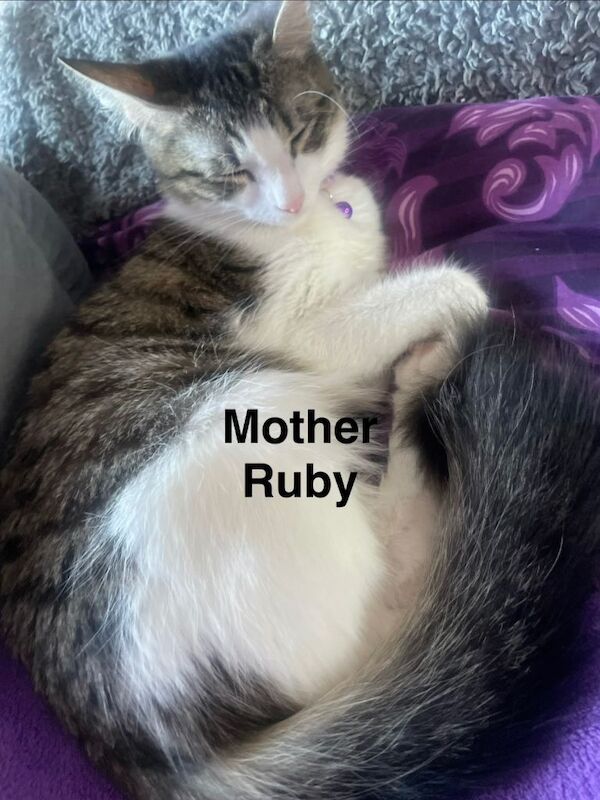 6 Beautiful 3/4 Fluffy Maine coon kittens - Image 2 of 5