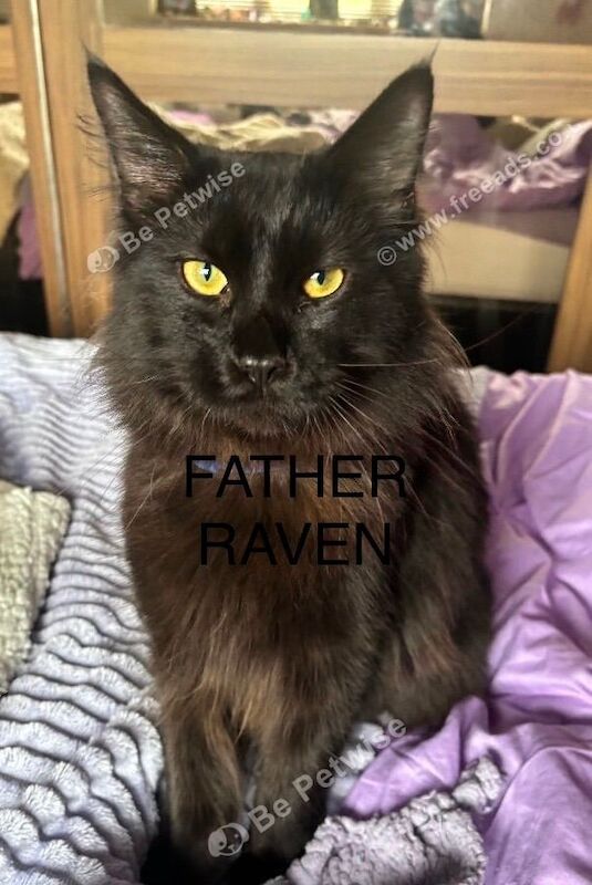 6 Beautiful 3/4 Fluffy Maine coon kittens - Image 3 of 5