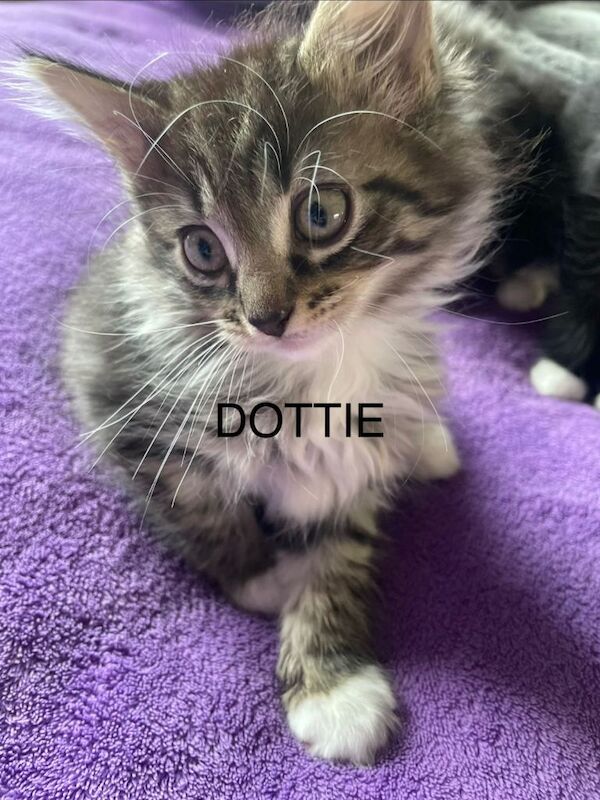 6 Beautiful 3/4 Fluffy Maine coon kittens - Image 4 of 5