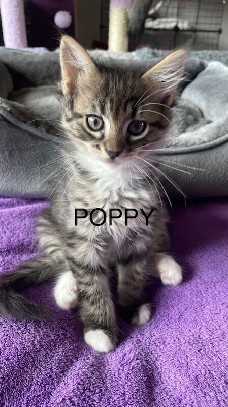 6 Beautiful 3/4 Fluffy Maine coon kittens - Image 5 of 5