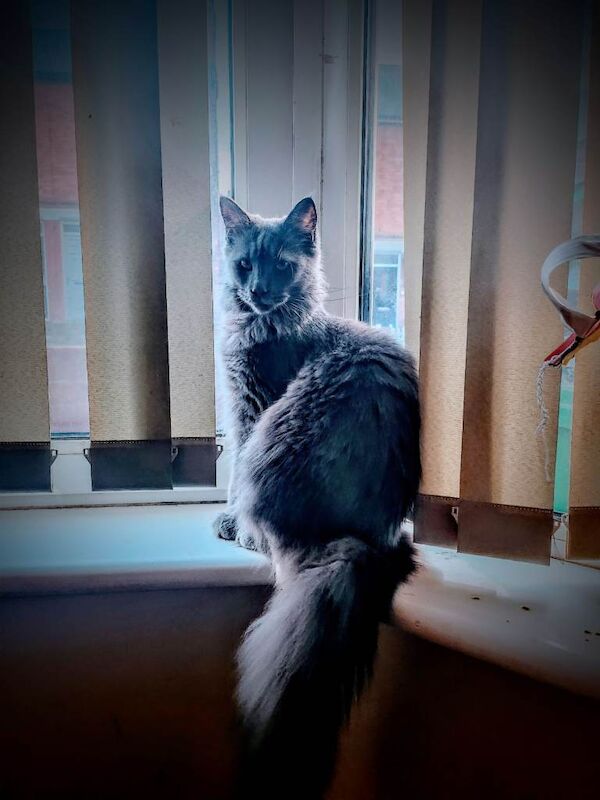 Maine Coon Kittens For Sale