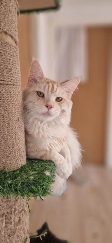 6 Beautiful TICA Registered Maine Coon Kittens – Ready June 10th - Image 2 of 3