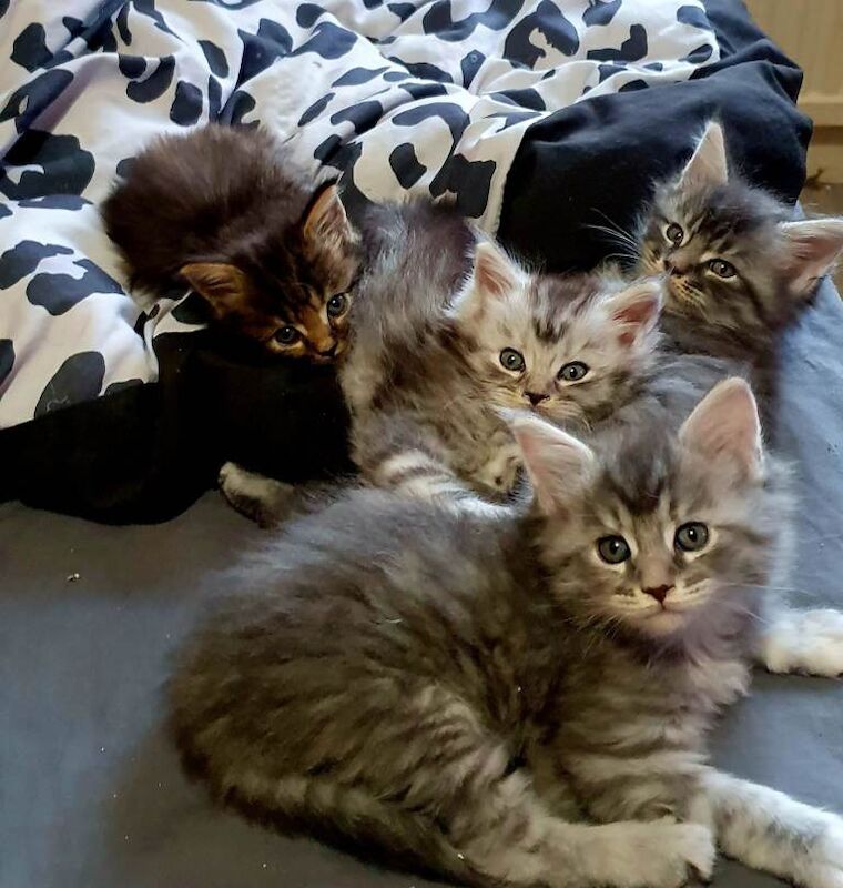 6 Beautiful TICA Registered Maine Coon Kittens – Ready June 10th - Image 3 of 3