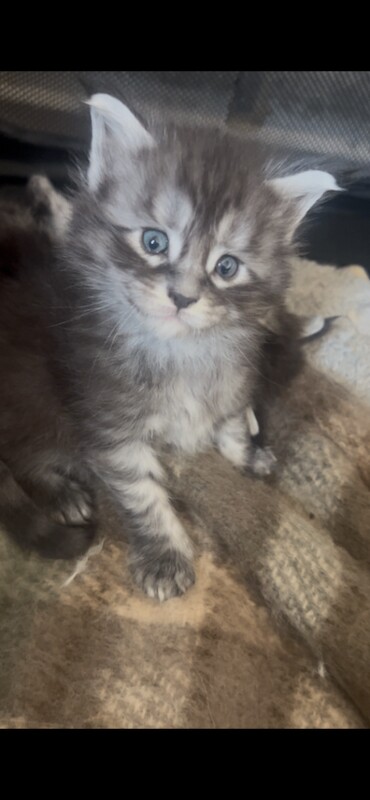 Maine Coon Kittens For Sale