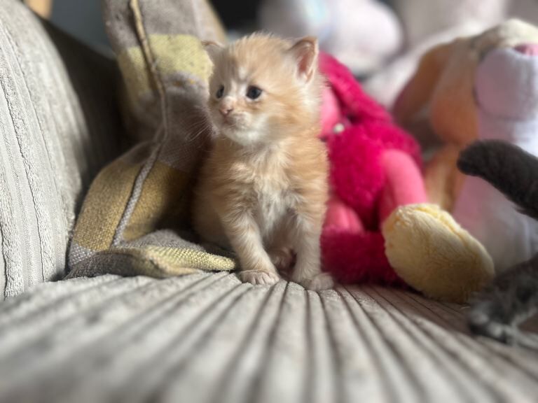 6 Full Maine Coon Kittens For Sale - Image 2 of 5