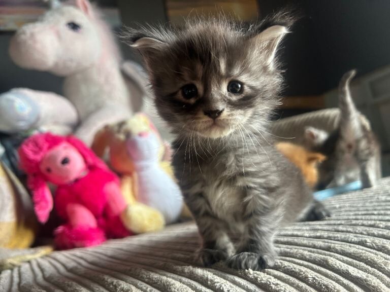 6 Full Maine Coon Kittens For Sale - Image 3 of 5
