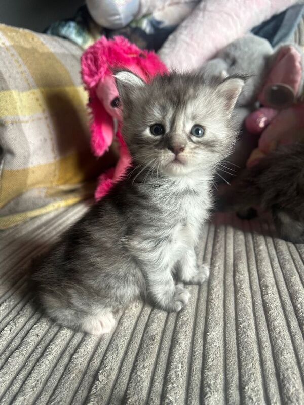 6 Full Maine Coon Kittens For Sale - Image 4 of 5