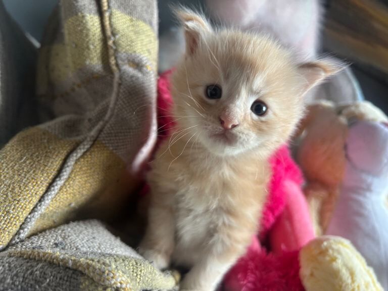 6 Full Maine Coon Kittens For Sale - Image 5 of 5