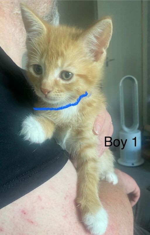 6 gorgeous kittens for sale in Dundee, City of Dundee