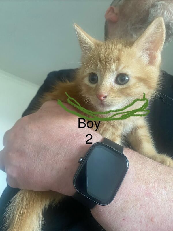 6 gorgeous kittens for sale in Dundee, City of Dundee | Image 2