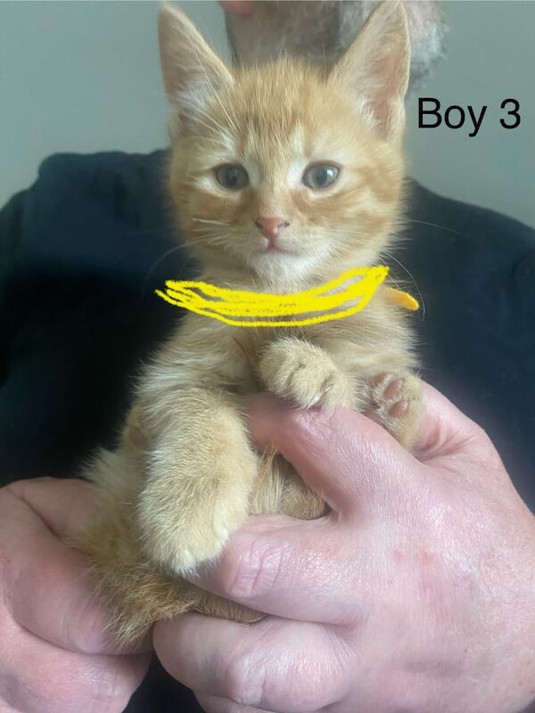 6 gorgeous kittens for sale in Dundee, City of Dundee | Image 3