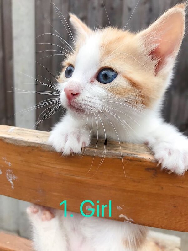 6 lovely kittens for sale in East Acton, Greater London