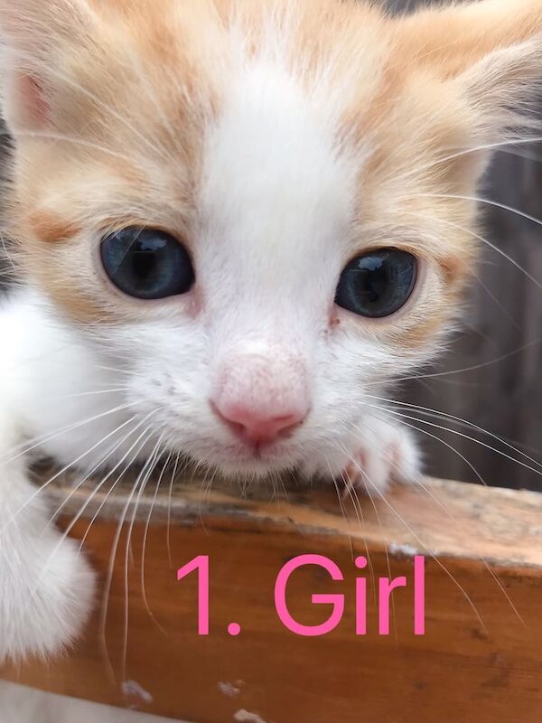 6 lovely kittens for sale in East Acton, Greater London | Image 2