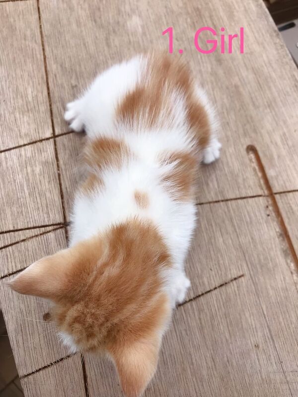 6 lovely kittens for sale in East Acton, Greater London | Image 3