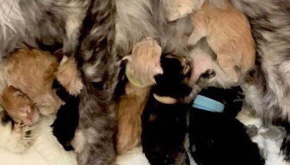 6 Maine coins kittens