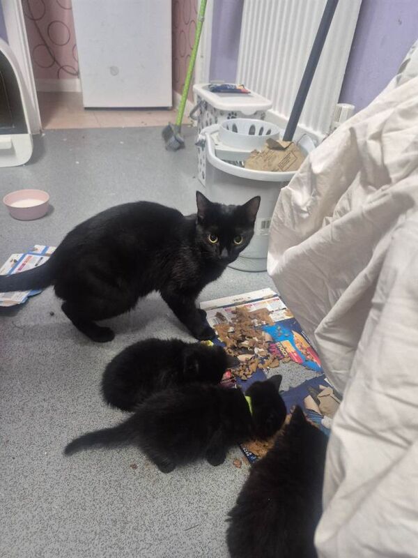 6 maine coon x kittens