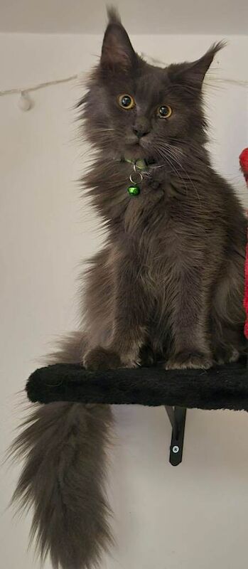 Maine Coon kittens for sale in Stratford-upon-Avon, Warwickshire – 6 months old