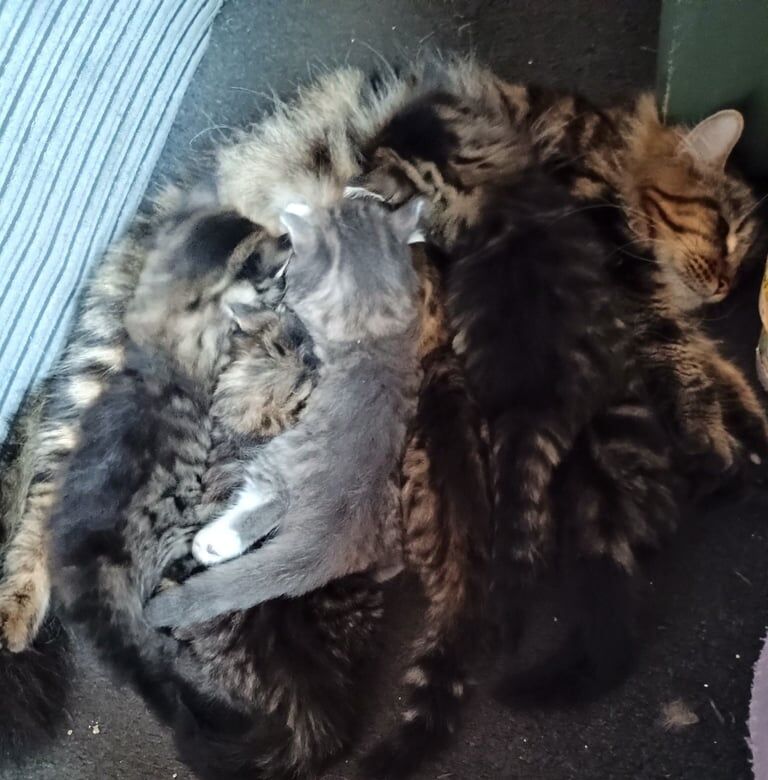 6 x Beautiful 3/4 Maine Coon X Bengal Kittens for sale in Rhondda, Mid Glamorgan