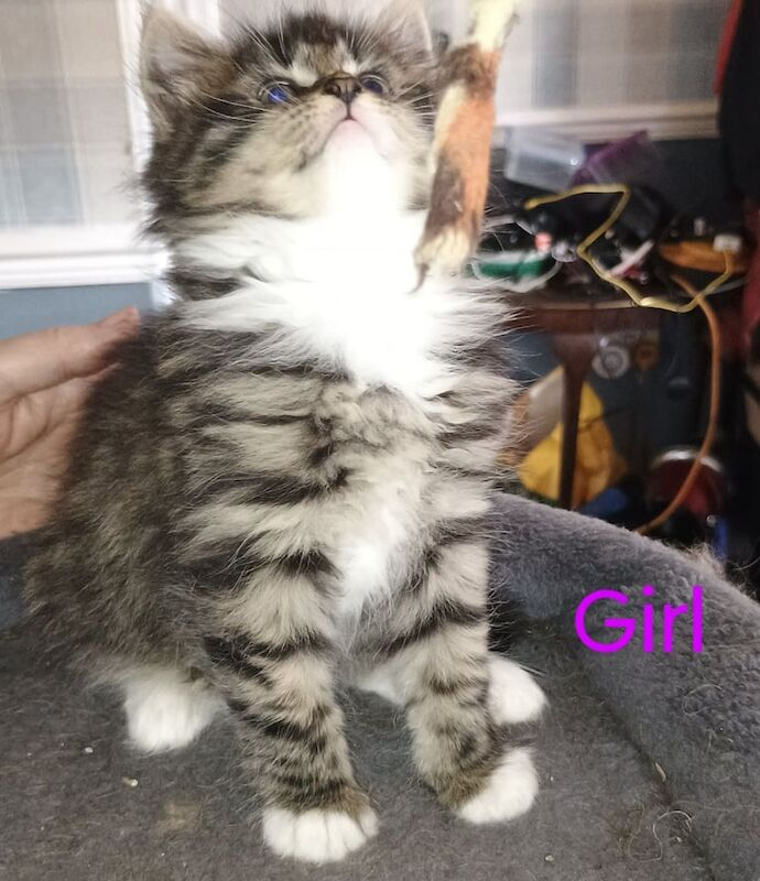6 x Beautiful 3/4 Maine Coon X Bengal Kittens for sale in Rhondda, Mid Glamorgan | Image 2
