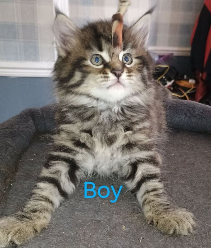 6 x Beautiful 3/4 Maine Coon X Bengal Kittens for sale in Rhondda, Mid Glamorgan | Image 3