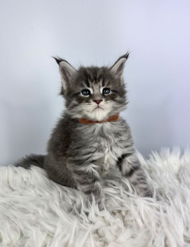 7 Gorgeous Pure Breed Maine Coon Kittens