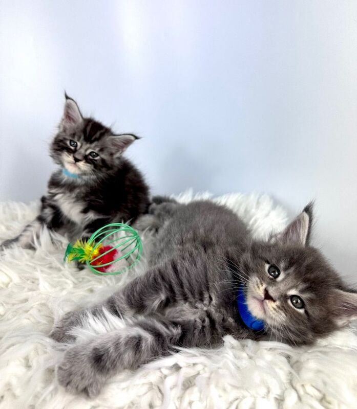7 Gorgeous Pure Breed Maine Coon Kittens - Image 2 of 5
