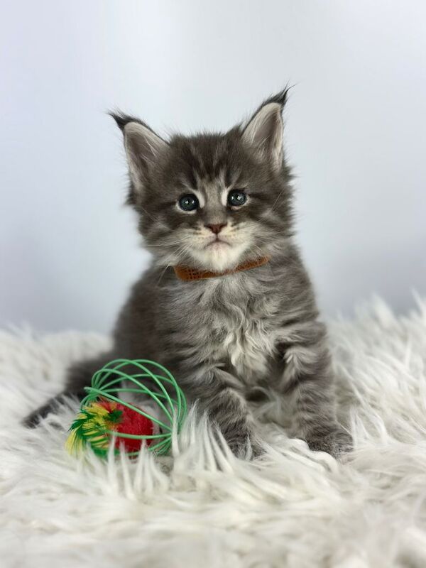 7 Gorgeous Pure Breed Maine Coon Kittens - Image 3 of 5