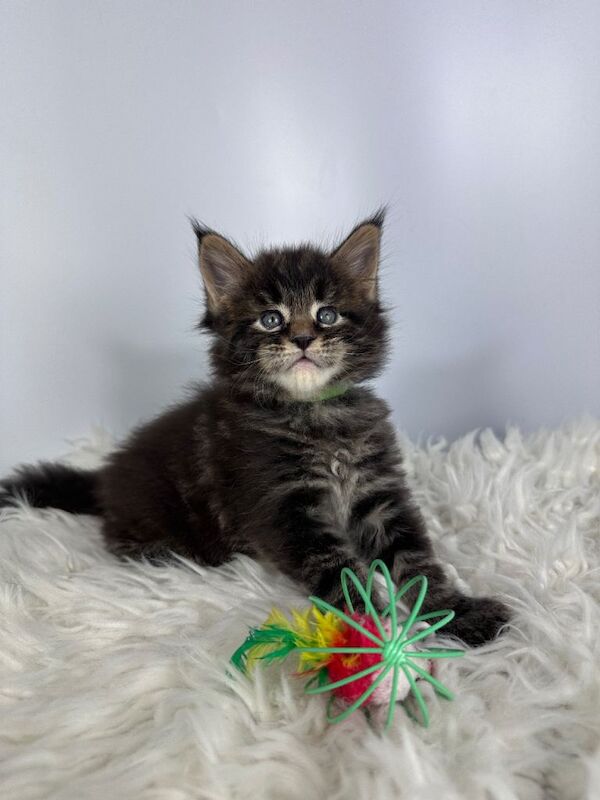 7 Gorgeous Pure Breed Maine Coon Kittens - Image 4 of 5