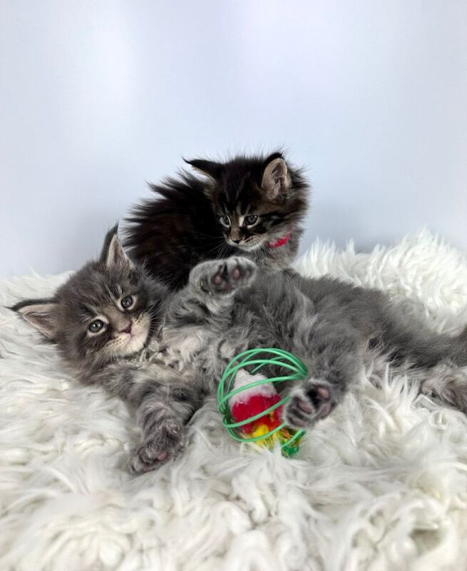 7 Gorgeous Pure Breed Maine Coon Kittens - Image 5 of 5