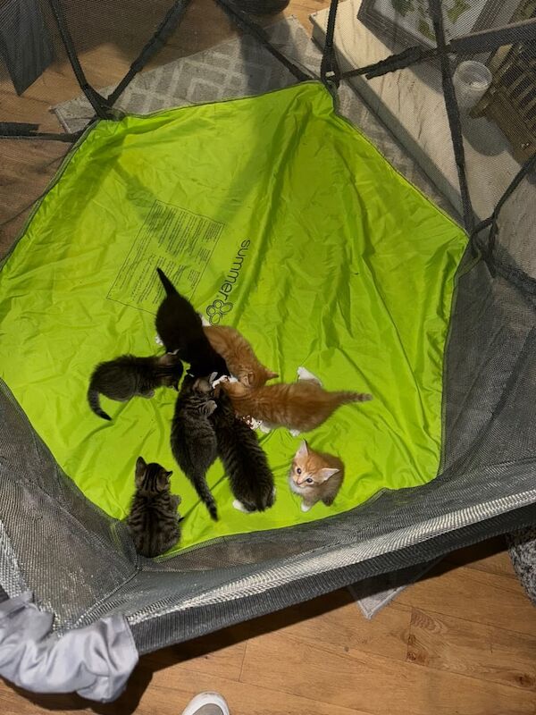 Maine Coon kittens for sale in Carluke, Lanarkshire – 6 weeks old