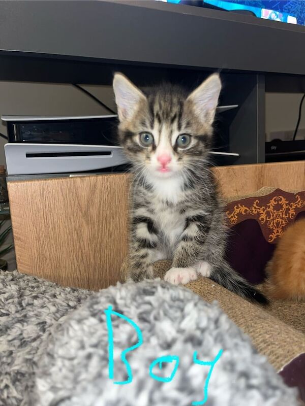 Maine Coon kittens for sale in Carluke, Lanarkshire – 6 weeks old - Image 2 of 3