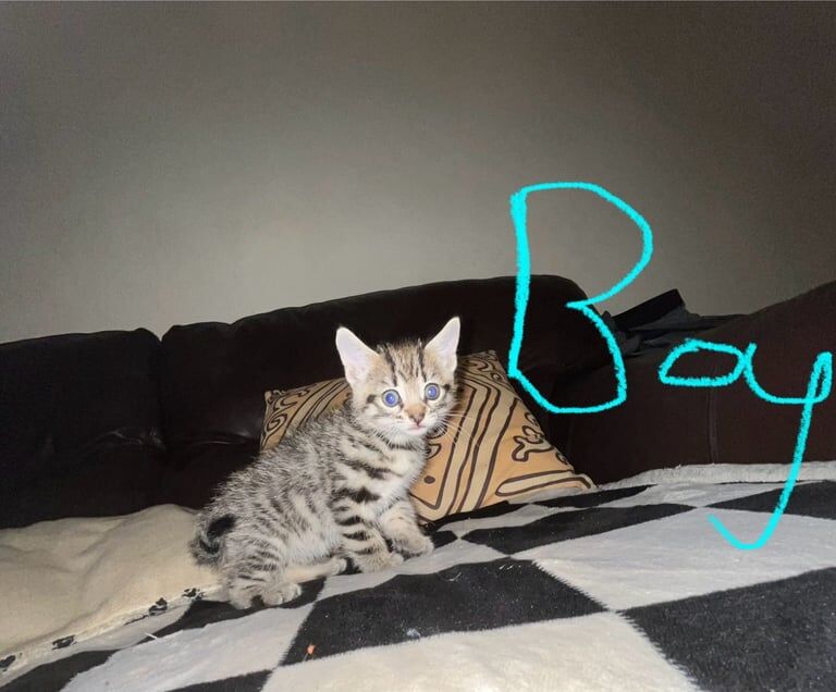 Maine Coon kittens for sale in Carluke, Lanarkshire – 6 weeks old - Image 3 of 3