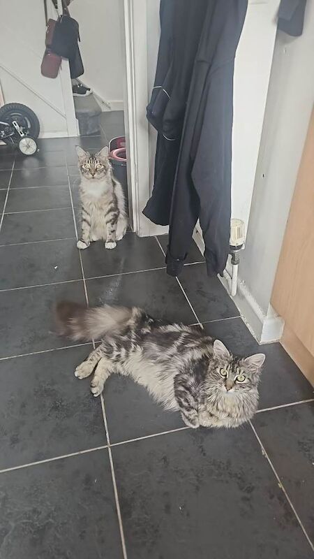 7 maine coon kittens