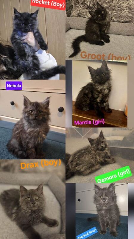 Maine Coon Kittens For Sale