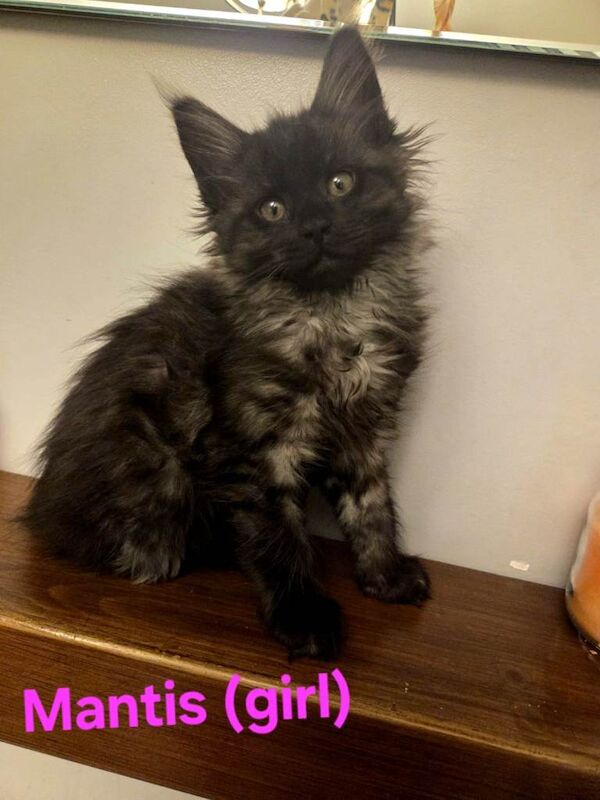 8 GCCF Maine Coon Kittens - Black smoke & Grey smoke - Image 2 of 3
