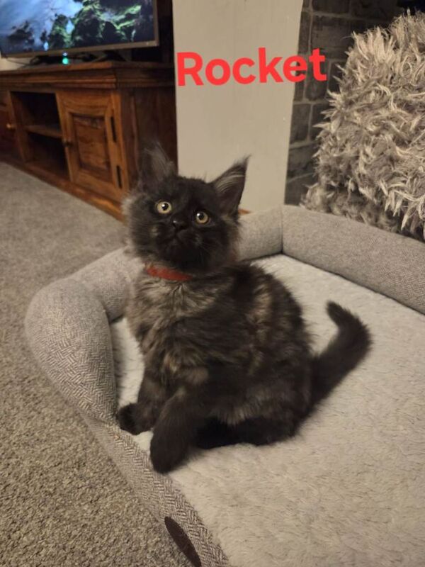 8 GCCF Maine Coon Kittens - Black smoke & Grey smoke - Image 3 of 3