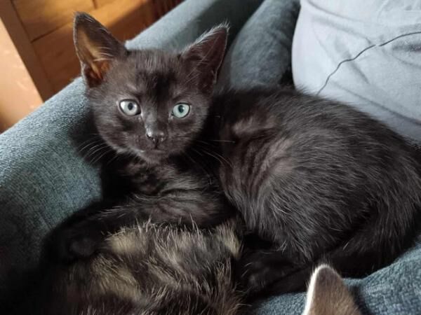 Buy and sell Maine Coon kittens and cats online | Maine Coon Owners